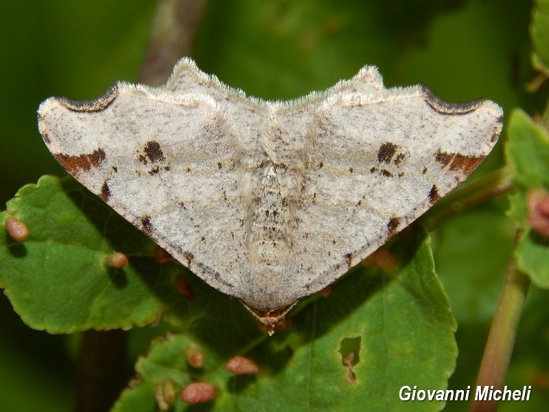 Macaria alternata ???? S